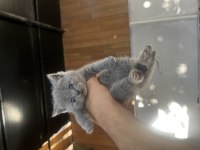 Biblo surat scottish fold bebişler