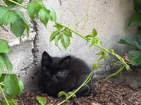 KEDİMİZ RAFADAN YUVA ARIYOR