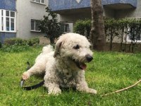 Maltipoo oğluma yeni yuva