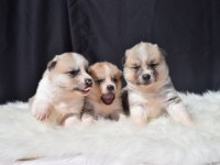 Japon Akita Yavrular