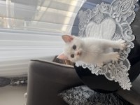 British Shorthair Scottish