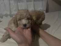 Harika Maltipoo Yavruları
