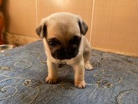 A kalite pug yavrularımız görülmeye değer