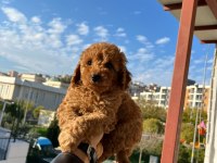 Toy poodle yavrular