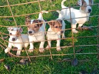 JACK RUSSELL YAVRULAR
