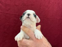 DİŞİ ERKEK FRANSIZ BULLDOG BEBEKLER