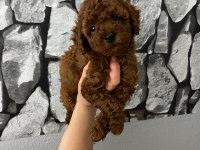 Red Brown poodle yavrularim ev üretimi