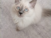 British Blue Point Erkek Kedimiz 3 Aylık