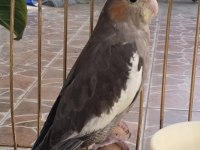 Yeni YEME DÜŞMÜŞ ısırma bilmez bebek sultan papağanı