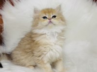 British longhair golden ny11
