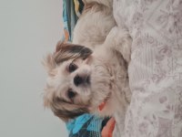 10 aylık dişi shih tzu