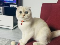 Tatlı Dişi Kedimize Yuva Arıyoruz