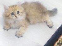 British Longhair 2,5 Aylık Dişi