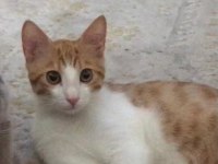 Sevecen minnoş bir kediyi ücretsiz sahiplenin