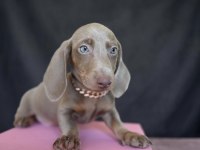 Mavi Gözlü Dachshund Yavruları
