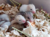 CAMPBELLS DWARF HAMSTER MEVCUT