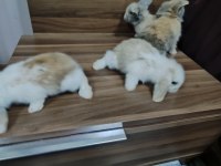 Hollanda Teddy lop tavşan
