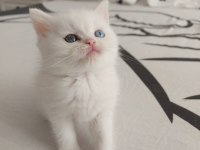 Safkan british shorthair yavruları