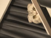 Dünyalar yakışıklısı erkek scottish fold