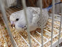 Yavru yetişkin yavrulu ve yumurtalı muhabbet kuşu takımlar