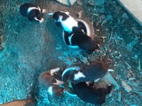 Border Collie Yavrulari