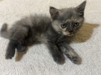 British Shorthair Yavru Sahiplendirme