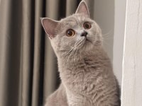 ÜCRETSİZ SAHİPLENDİRİLECEK KEDİMİZ