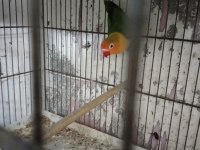 Cennet sevda papağanları mevcuttur