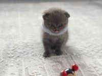 Minik scottish fold yavrularımıza yuva arıyoruz