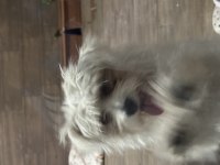 Terrier evcil 6 aylık