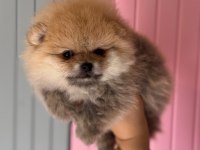 A CLASS POMERANİAN BOO