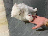 British longhair dişi