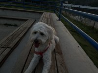 Çiftleştirme maltipoo