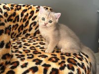 SAFKAN BRİTİSH SHORTHAİR BLUEGOLDEN YAVRU