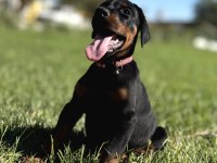 A SCR king doberman safkan bebekler