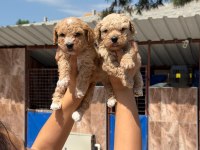 Toy Poodle Cinsi Yavrularımız
