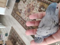 Yavru forpus papağanı
