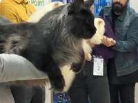 Maine Coon Türkiye devlerinin markası AYŞE ARIK