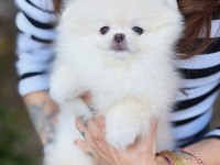 Pomeranian Ayıcık Yüz Minyatür Boyut