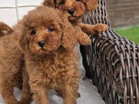 Red Brown Toy Poodle Bebeklerimiz