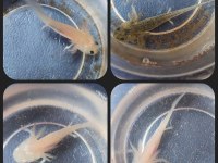 axolotl yavrular