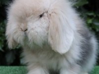 HOLLANDA LOP VE TEDDY LOP YAVRULAR