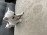 Mavişlerimiz safkan british shorthair yavrularımız