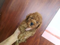 POODLE YAVRULARI ÜCRETSİZ DEĞİLDİR
