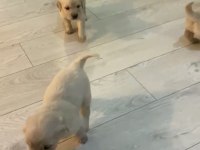 Irk Sağlık Garantili Golden Retriever Bebeklerimiz