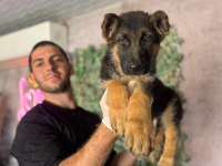Alman Çoban Köpeği Yavrularımız