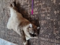 British shorthair blue point