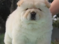 A KALİTE BEYAZ CHOW CHOW YAVRULAR