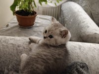 British shorthair erkek yavru