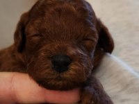 Tuvalet eğitimli orijinal kore toy poodle
